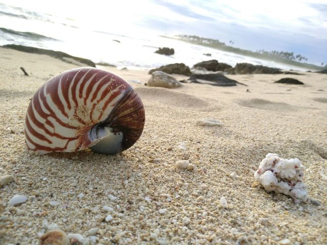 Shell of a snail
