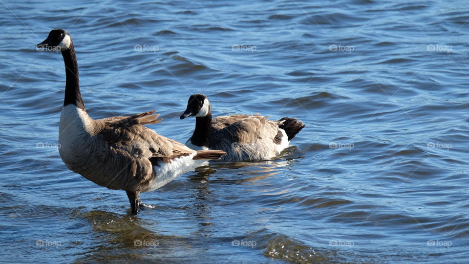 Canada geese in a lake