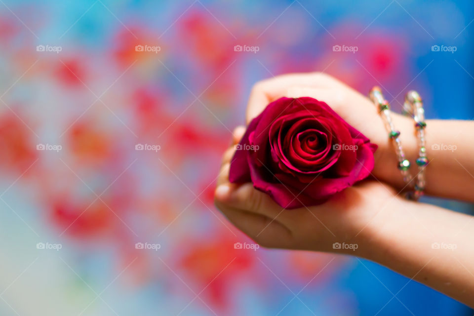 Clash of colors red and blue. Image of girl's hands holding red rose with red and blue background