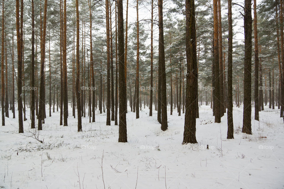 Winter forest