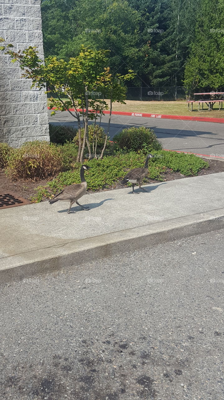 I'm telling you he went this way.