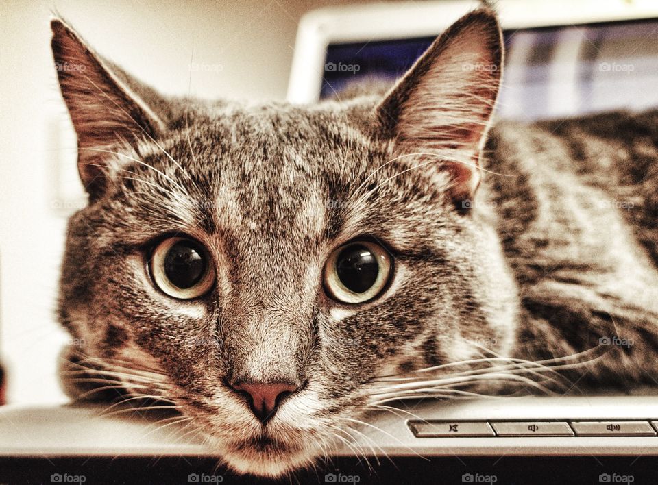 Cat lying on a portable computer