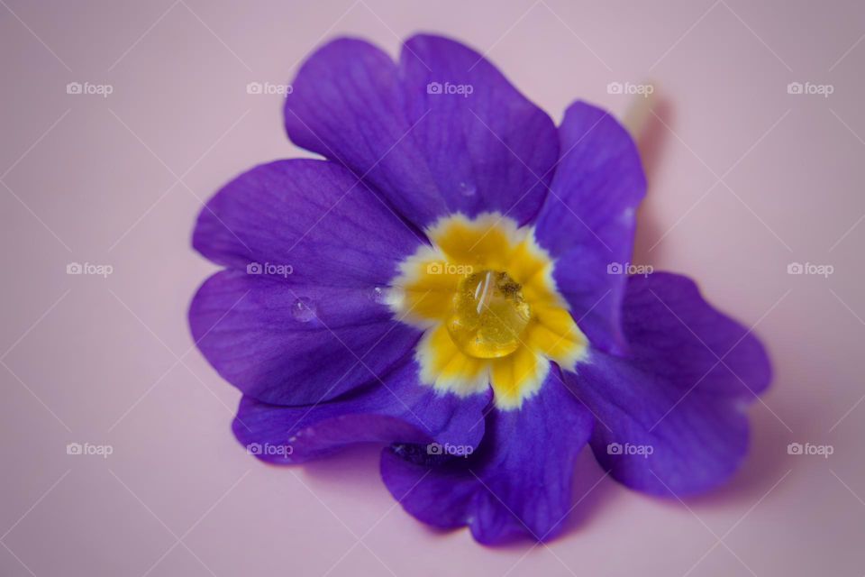 Macro of purple flower