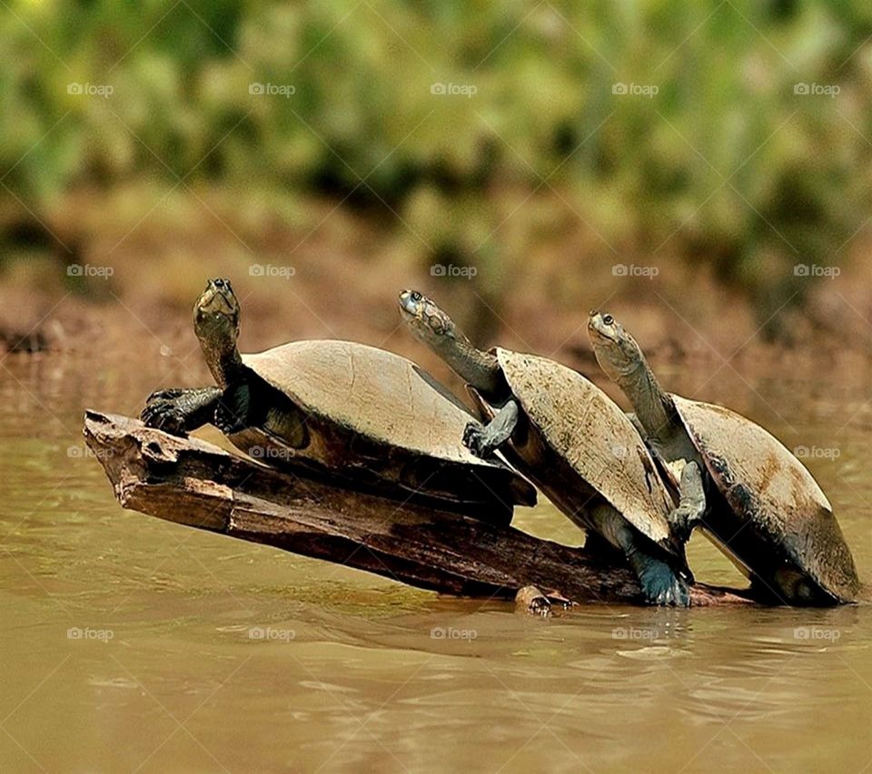 Three wild turtles share one small log, but are content to be able to soak up the sunshine.