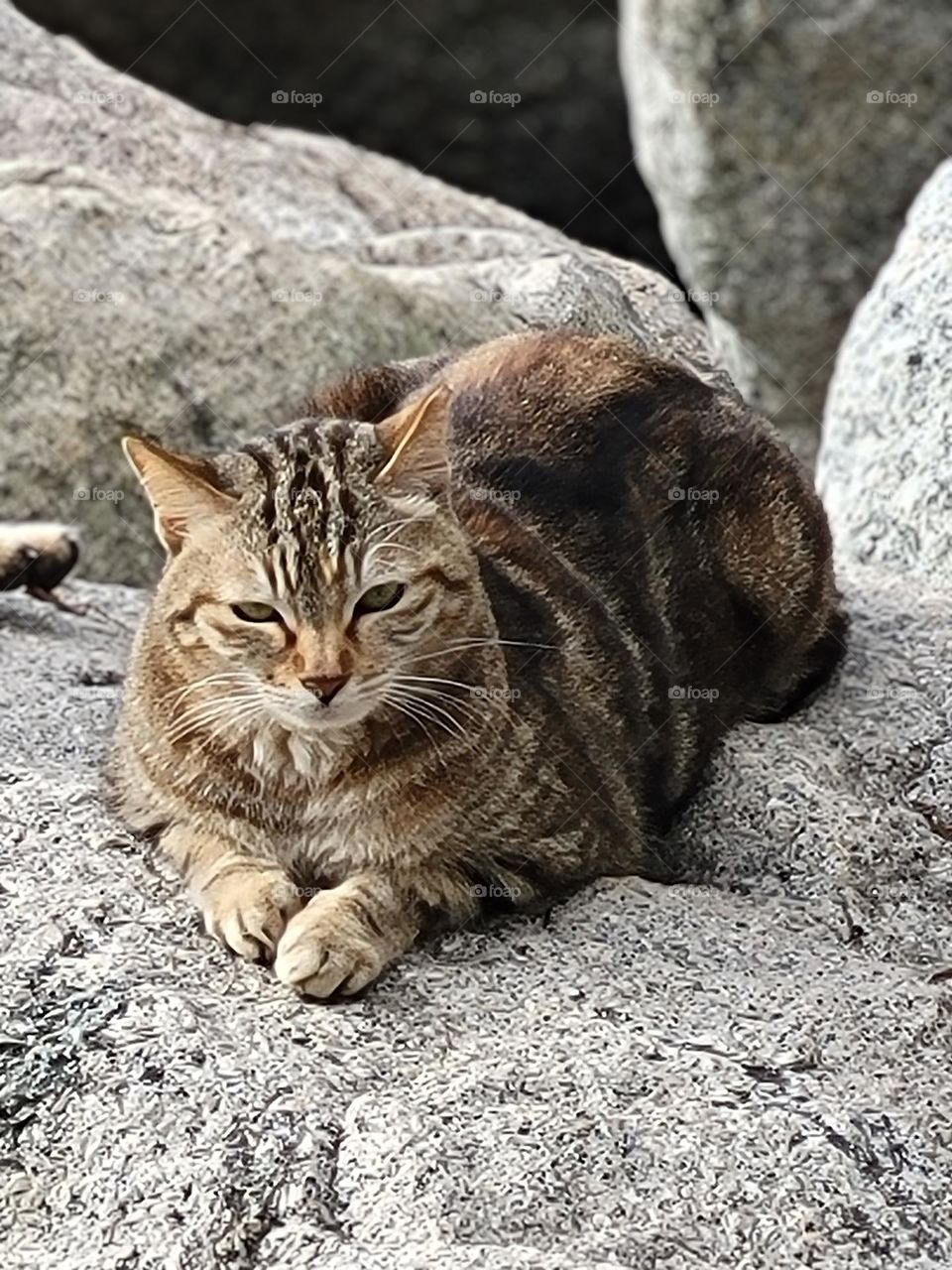 Cats chilling at Wanchai Waterfront Promenade Hong Kong