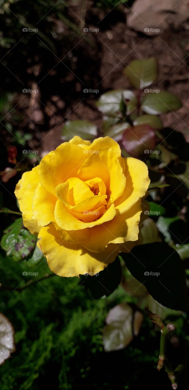 a yellow rose