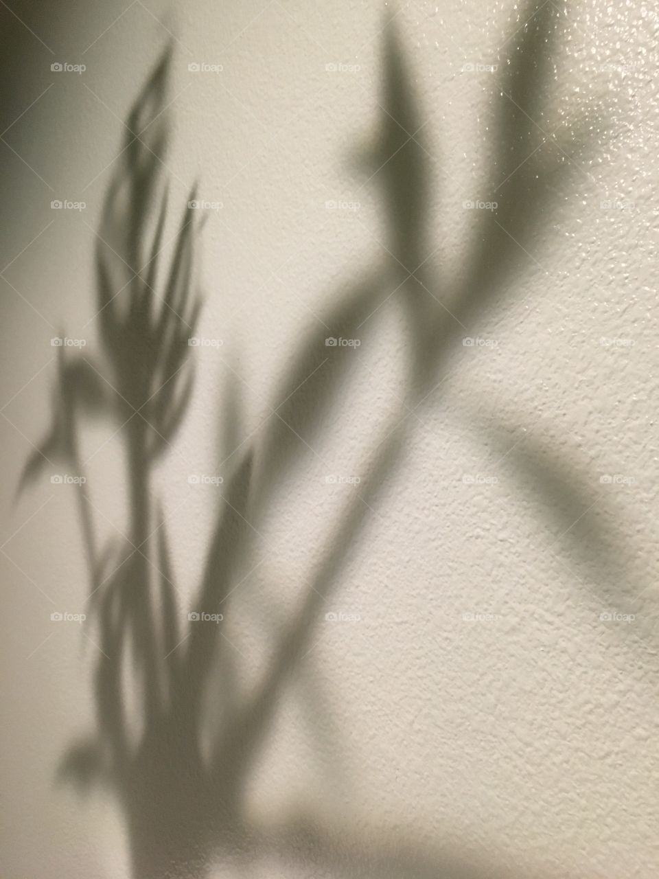 Plant shadow 