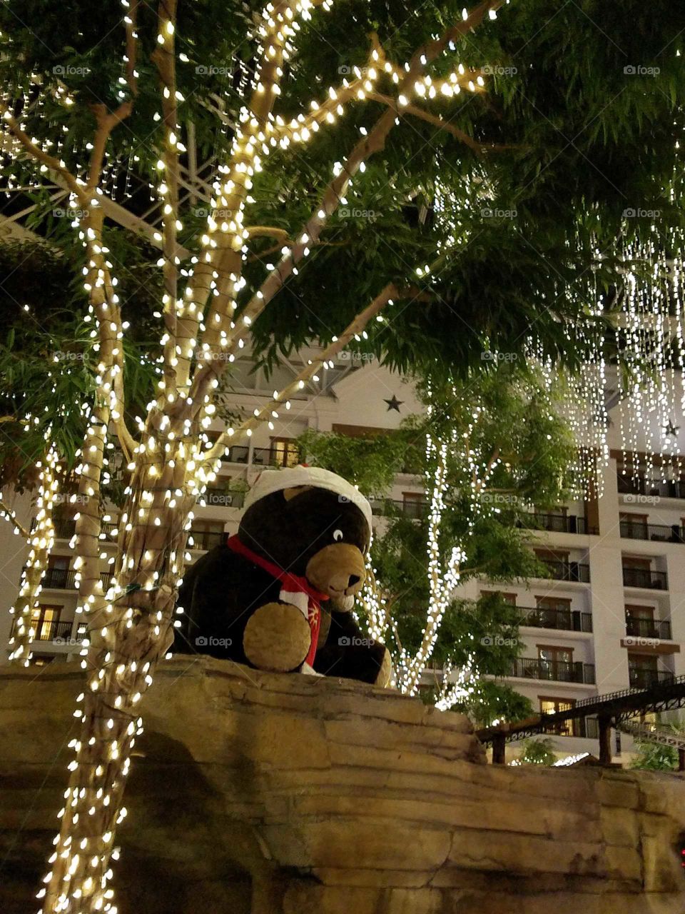 Christmas, Tree, Winter, Christmas Tree, People