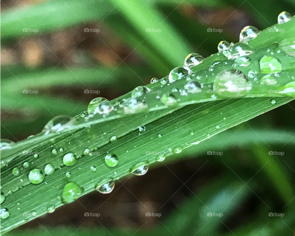 dew