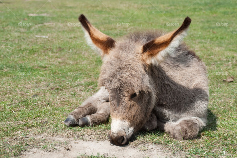 animal cute zoo donkey by jbdc