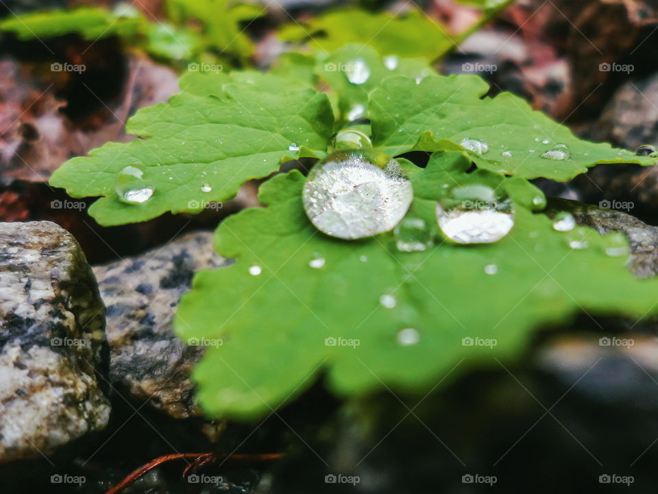 Water drop on green leaf