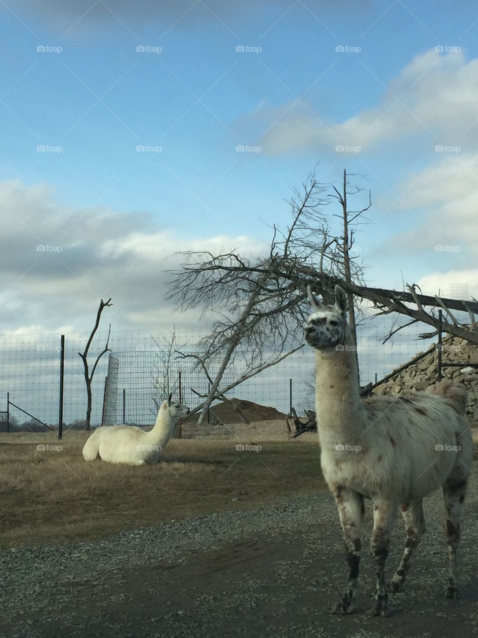 Llamas 