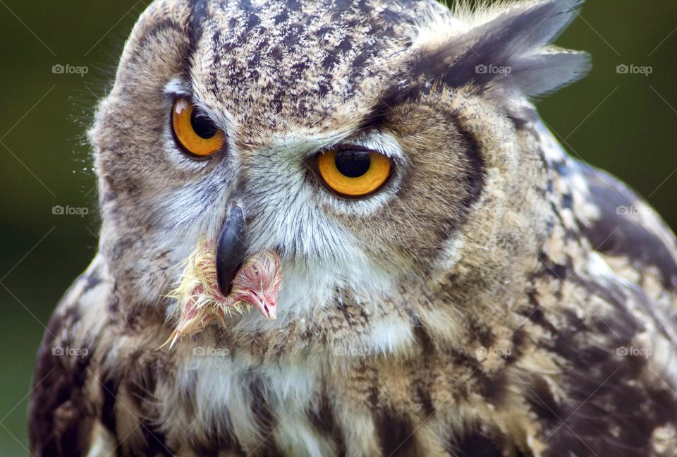 Eurasian Eagle Owl with prey in its beak