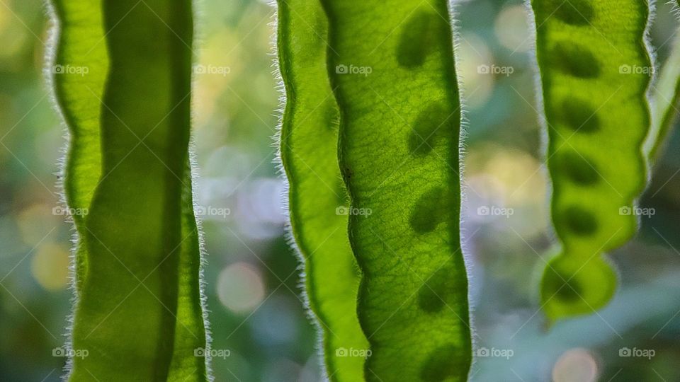 Green seed packs of a plant