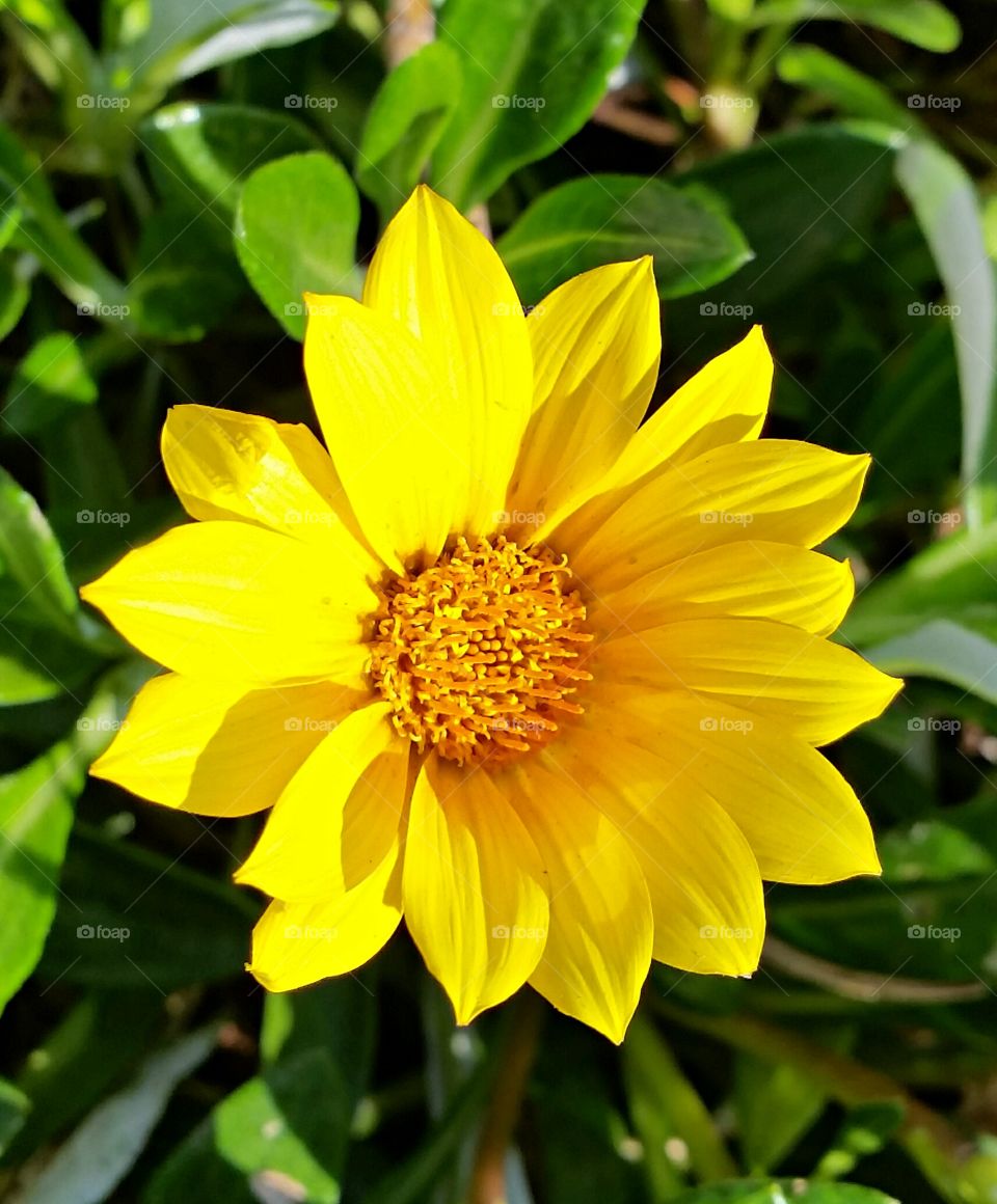 Close-up of a yellow daisy flower