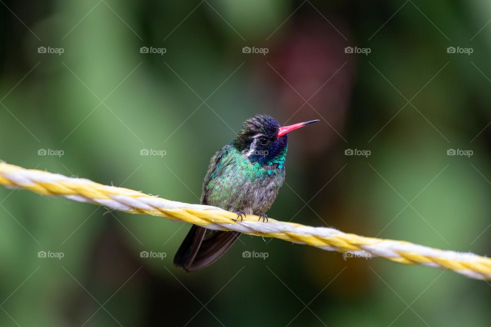 This white-eared hummingbird blocking the rope where I have to hang up the laundry.