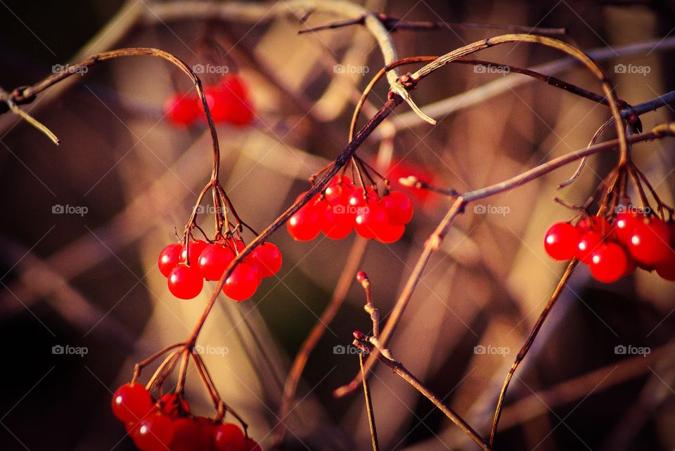 Berries. Autumn berries