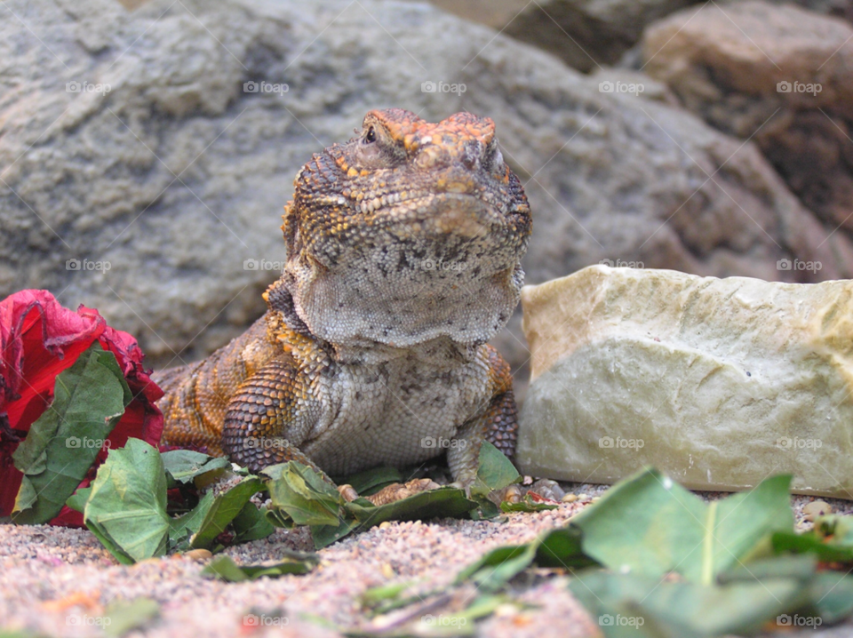 reptile iguana stockholm by ninamaria