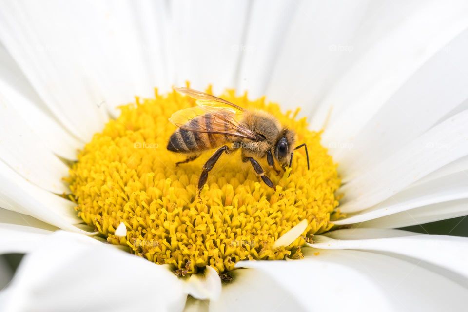Closeup of one beautiful bee pollinating a flower 