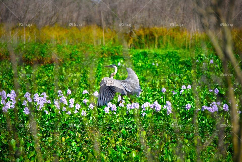 Blue Heron