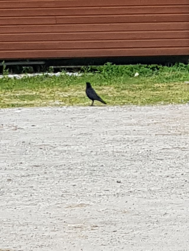 a bird on the grass