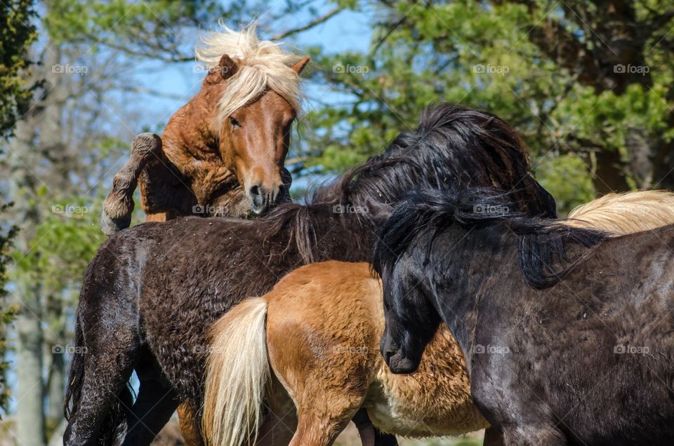 Shetland ponies playing together