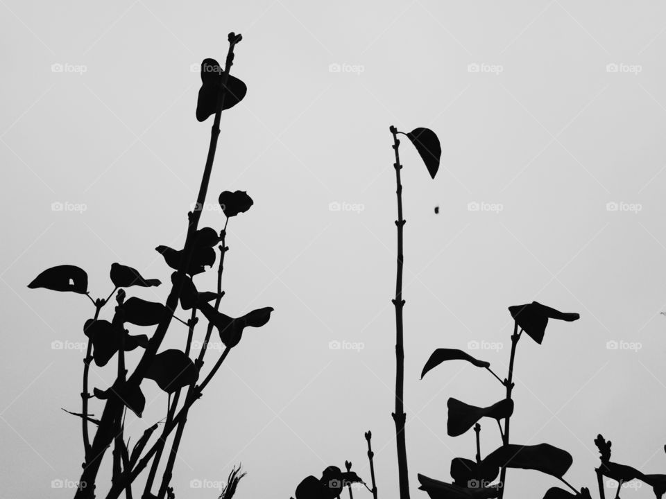 Branches with leaves on the sky background