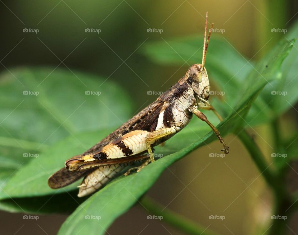 Grasshopper