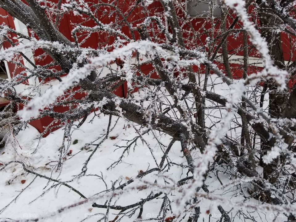 Frost covered tree