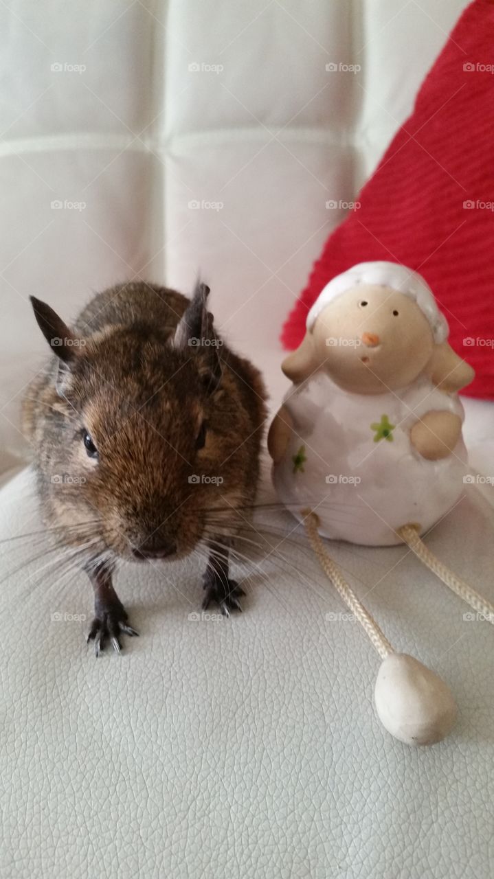 Minimalistic snaps
Degu squierell with his friend