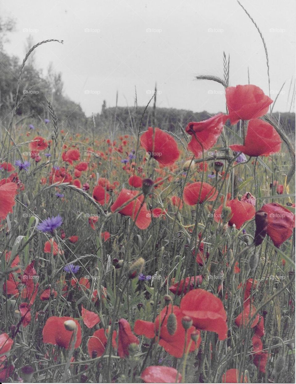 Poppies in a field