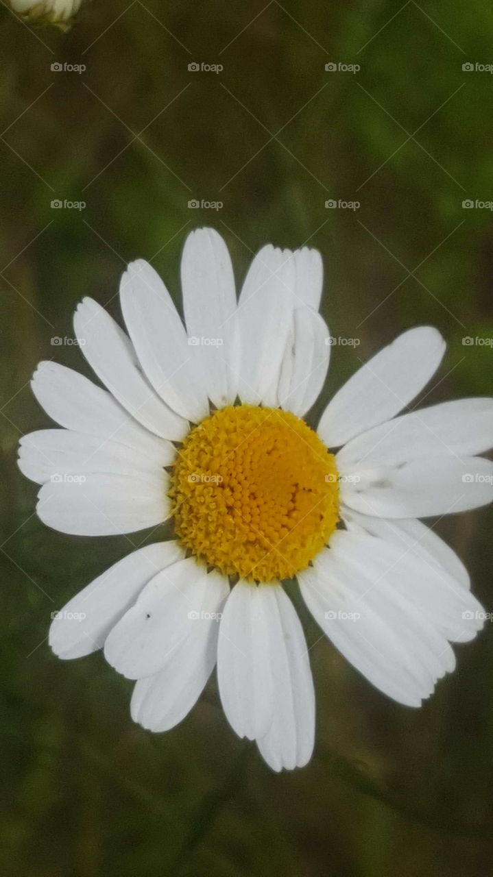 daisy