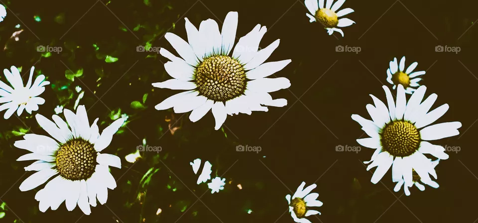 Blume