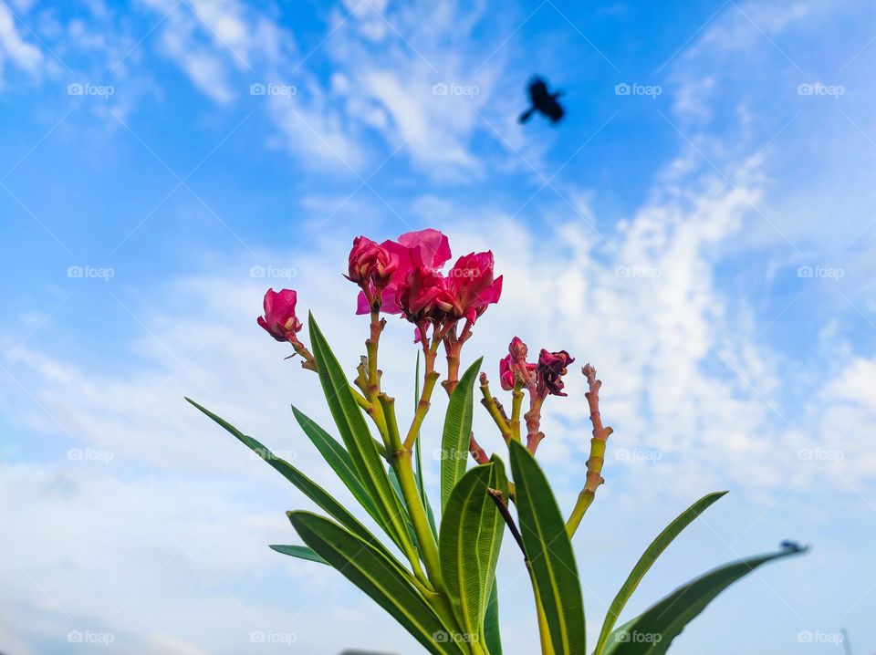 red flowers under the blue sky