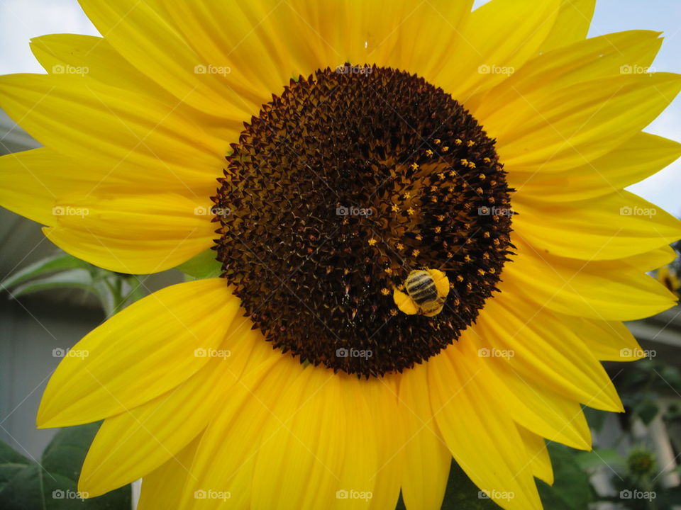 bee sunflower