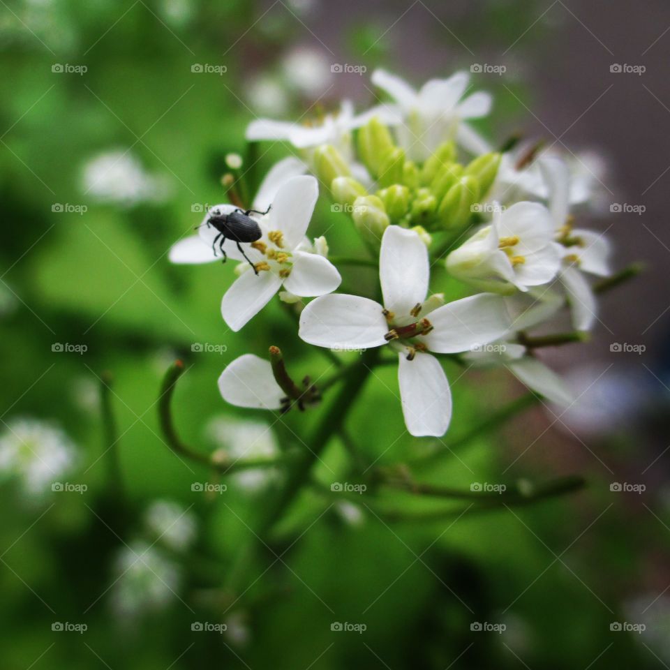 Bugs on flowers
