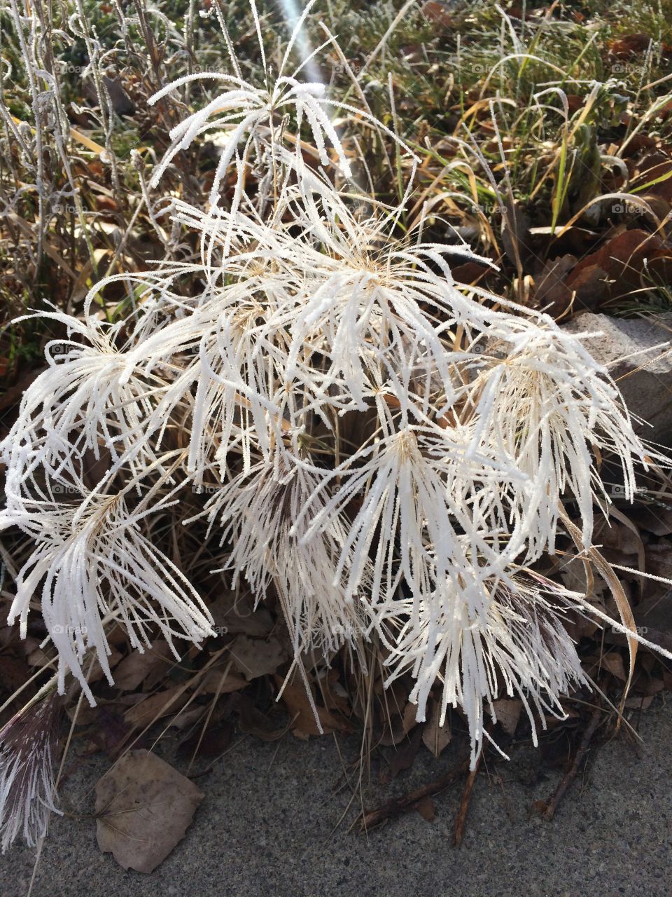 It's beginning to look a lot like winter.........