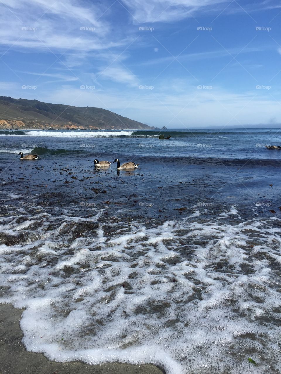 Geese at the Beach 5. Taken in Big Sur