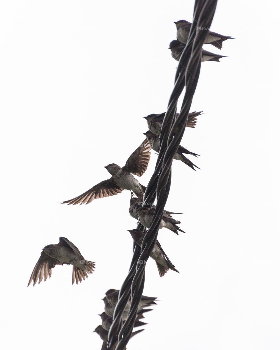 “Swallows”

http://www.picardo.photography/Portfolio/Nature-Wild-life/i-FDRRPpT/A

Thousands of swallows taking shelter from the strong winds and storm, at Juan Lacaze's harbour, Colonia, Uruguay.