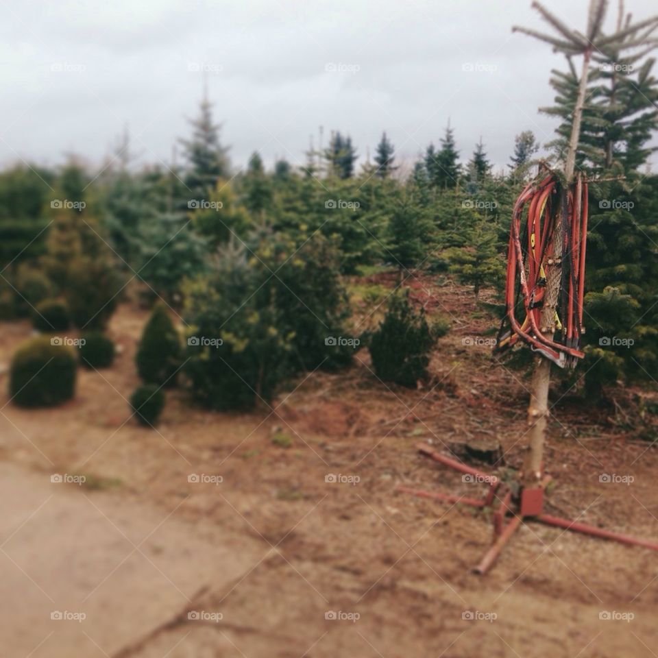 Christmas tree hunt