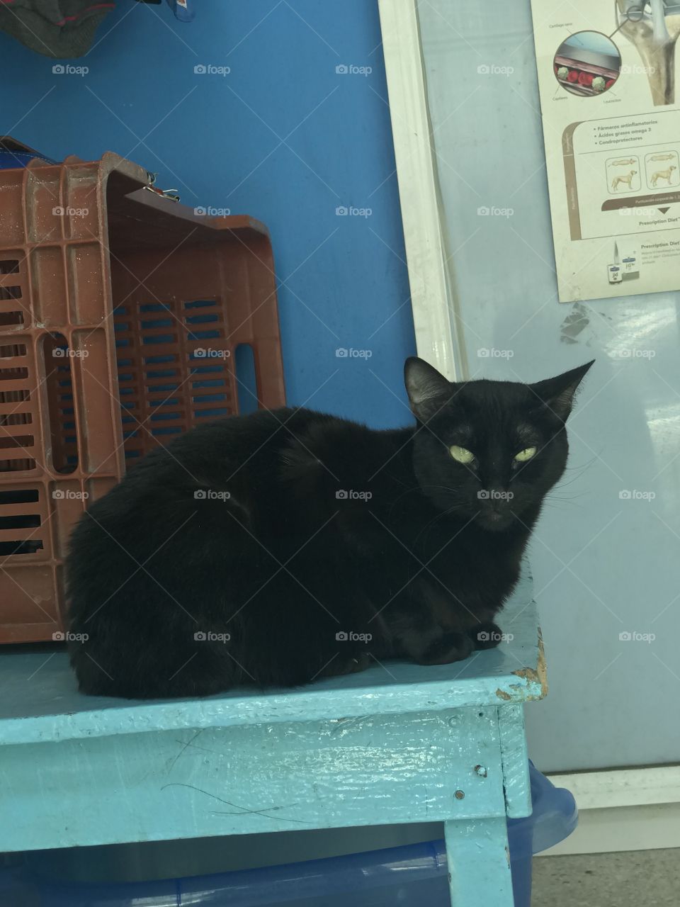 Gato Negro Hermoso