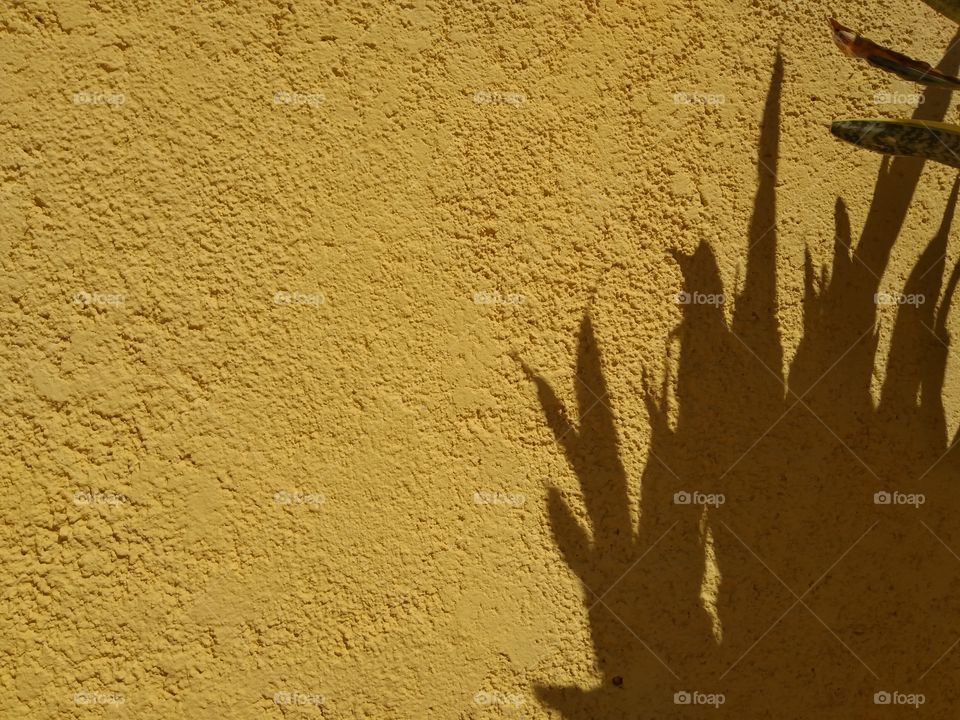 plant shadow on the wall