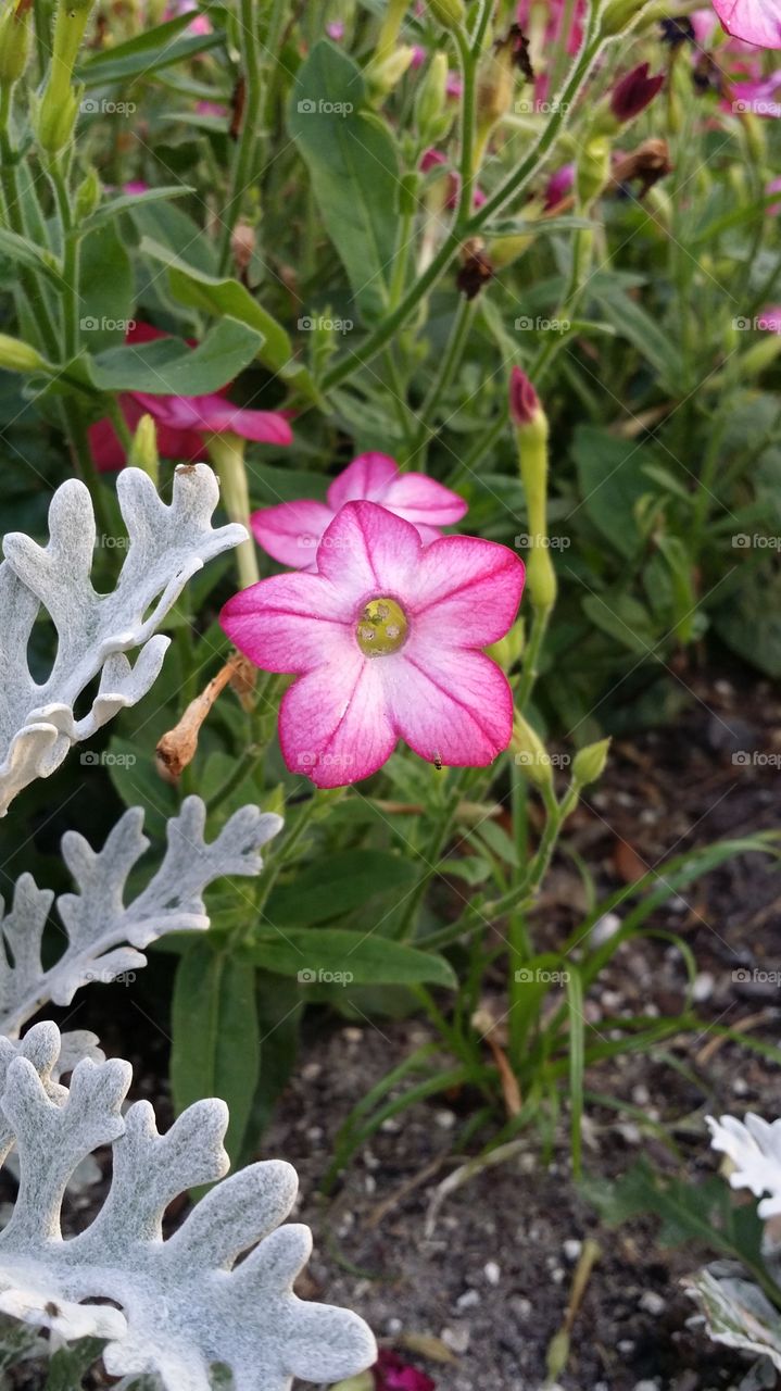 Great Pink Flower. took this at Cranes Roost in Altamonte Springs Florida