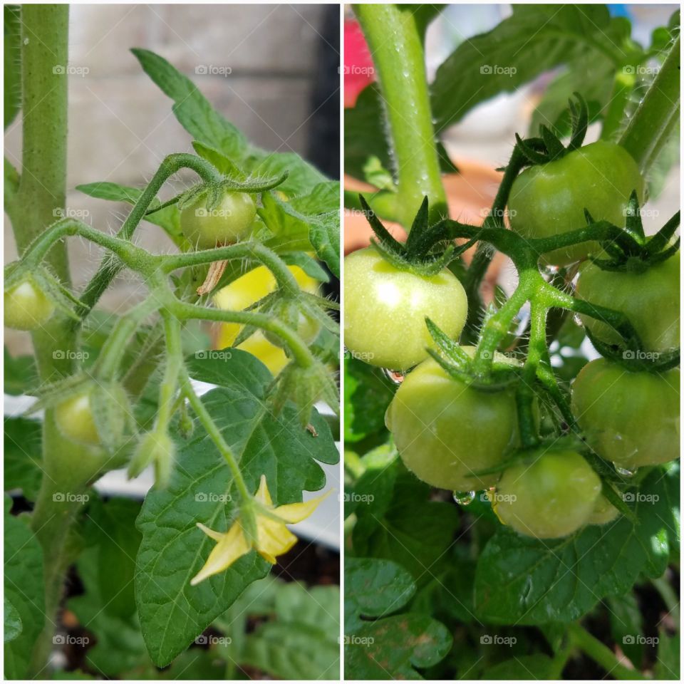 before and after photos of cherry tomatoes growing