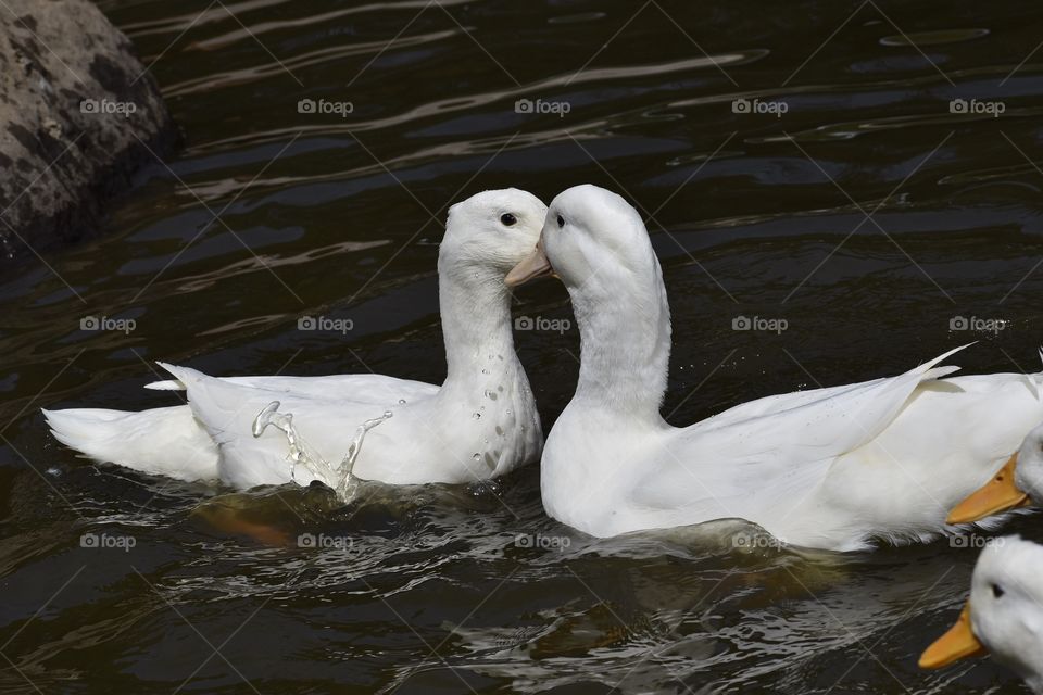 White Ducks