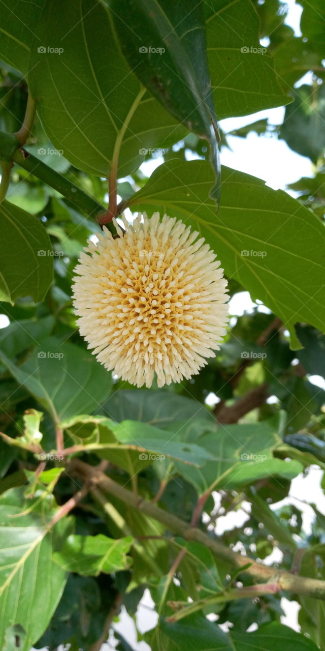 Neolamarckia cadamba