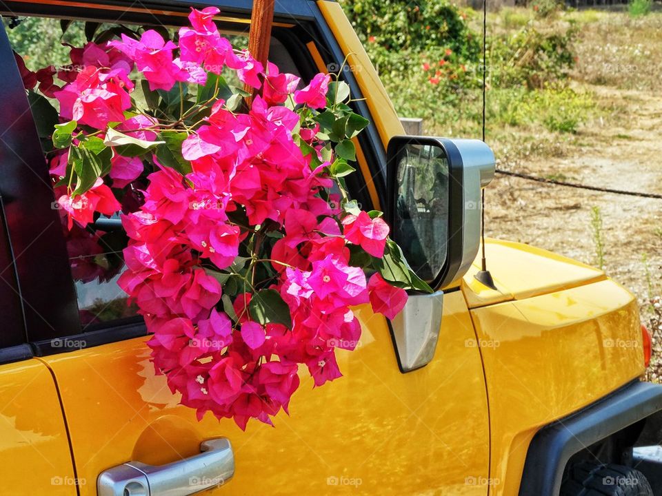 Bougainvillea 