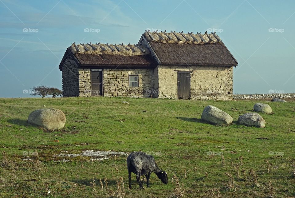 Sheep houses