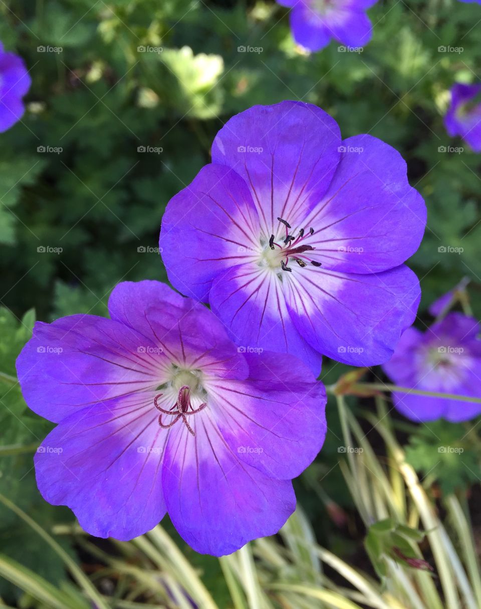 Close-up of violet flower