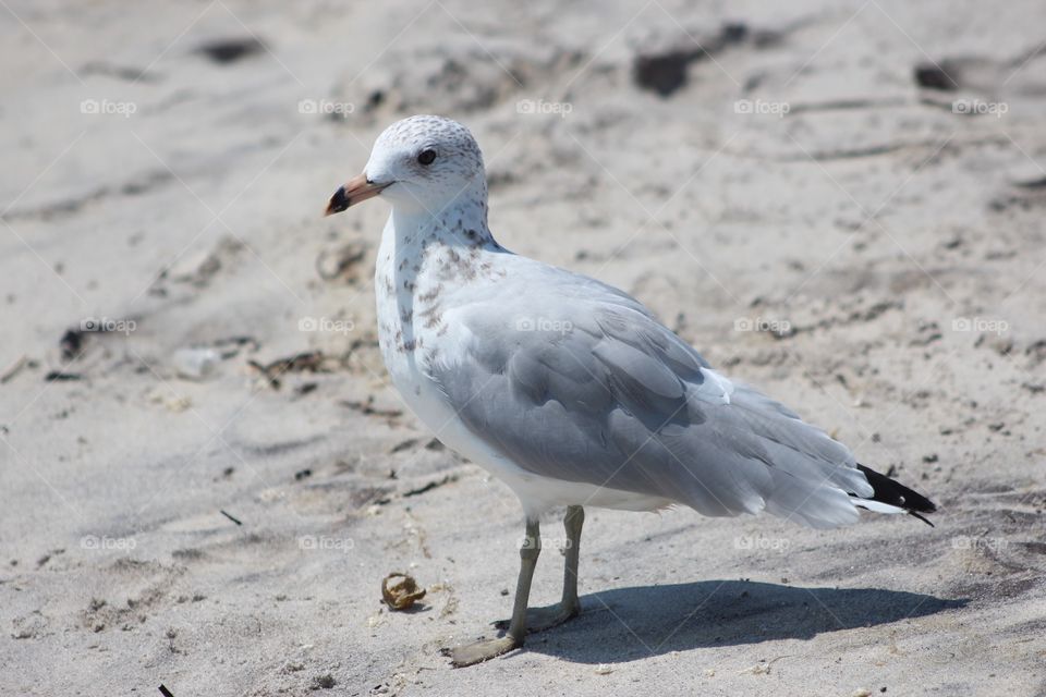 Beach Bird